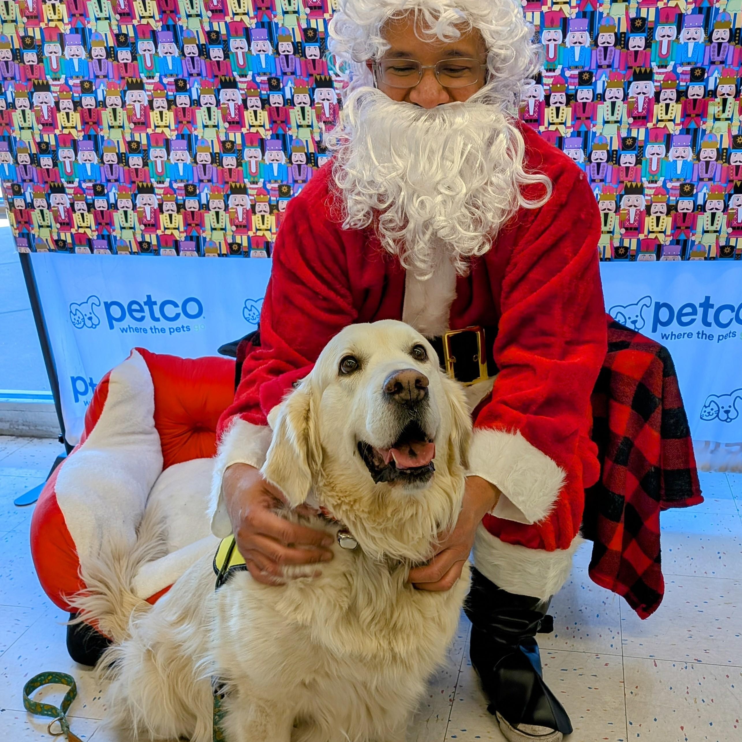 Enlarge Winter, an adopted Golden Retriever in St. George, UT image 3/4