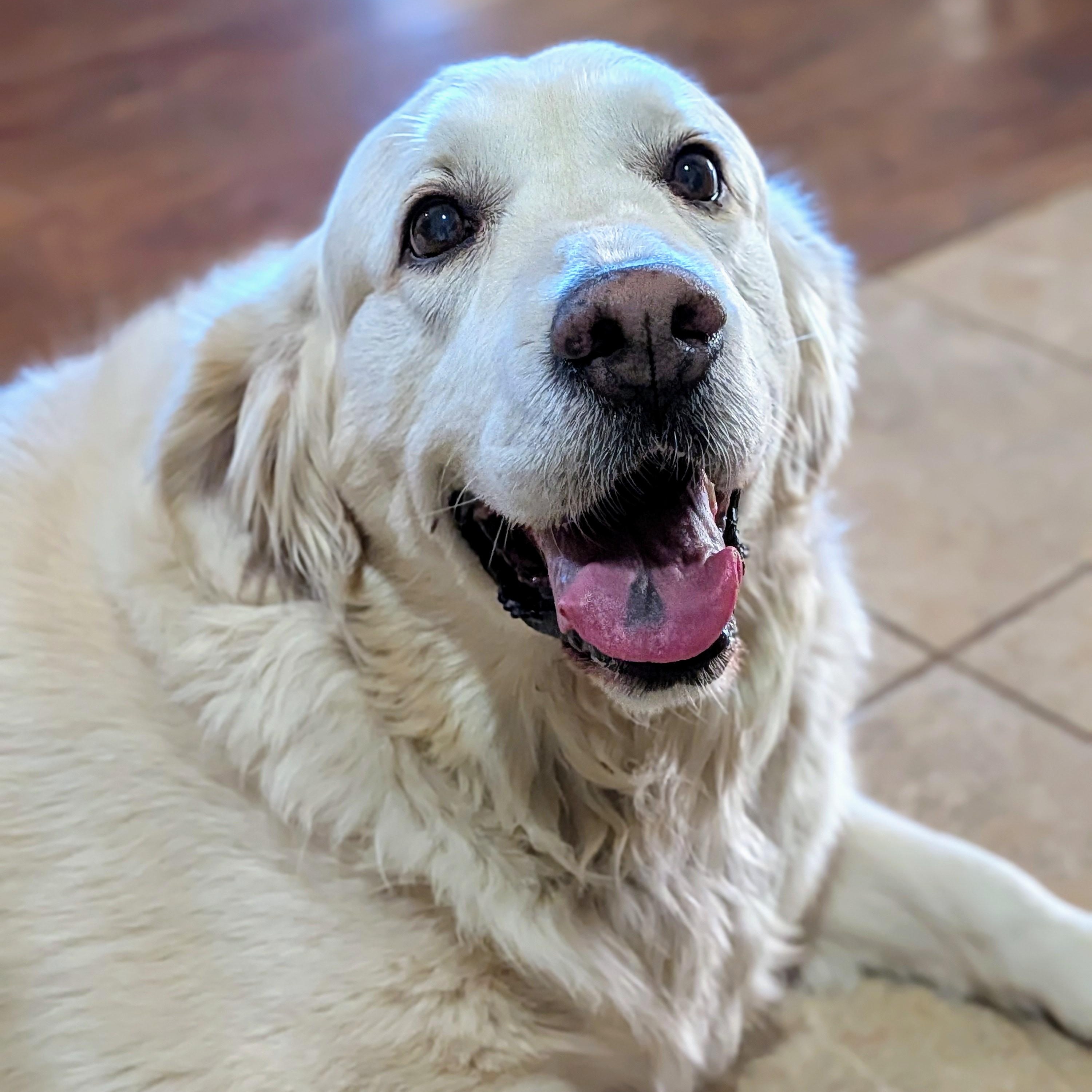 Enlarge Winter, an adopted Golden Retriever in St. George, UT image 4/4