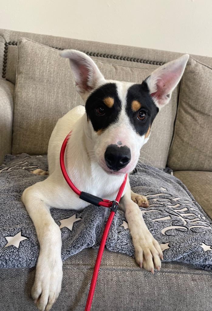Jumba, Adoptable, Puppy Male Mixed Breed.