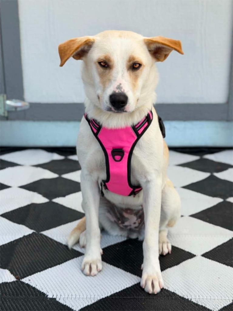 Taytum, Adoptable, Puppy Female Labrador Retriever.