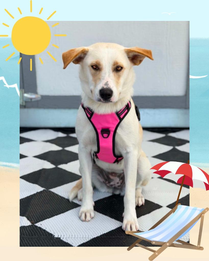 Taytum - Summer Lovin' Promo, a Adoptable mixed breed in Savage, MN image 2/4