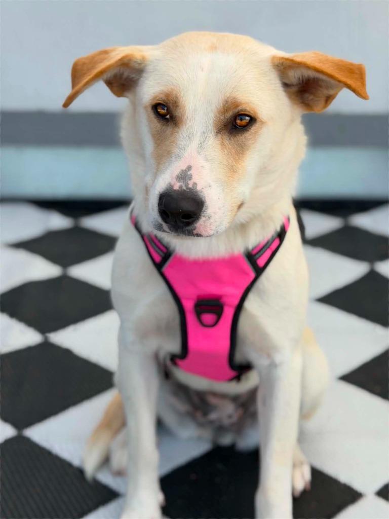 Taytum, a Adoptable Labrador Retriever in Savage, MN image 2/3