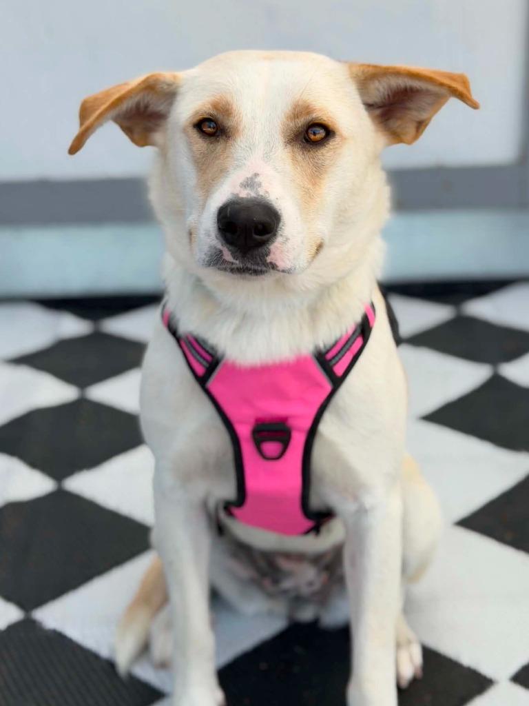 Taytum, a Adoptable Labrador Retriever in Savage, MN image 3/3