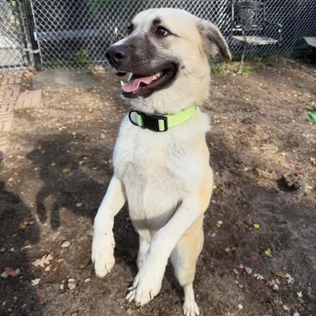 Lady, Adoptable, Young Female Anatolian Shepherd.