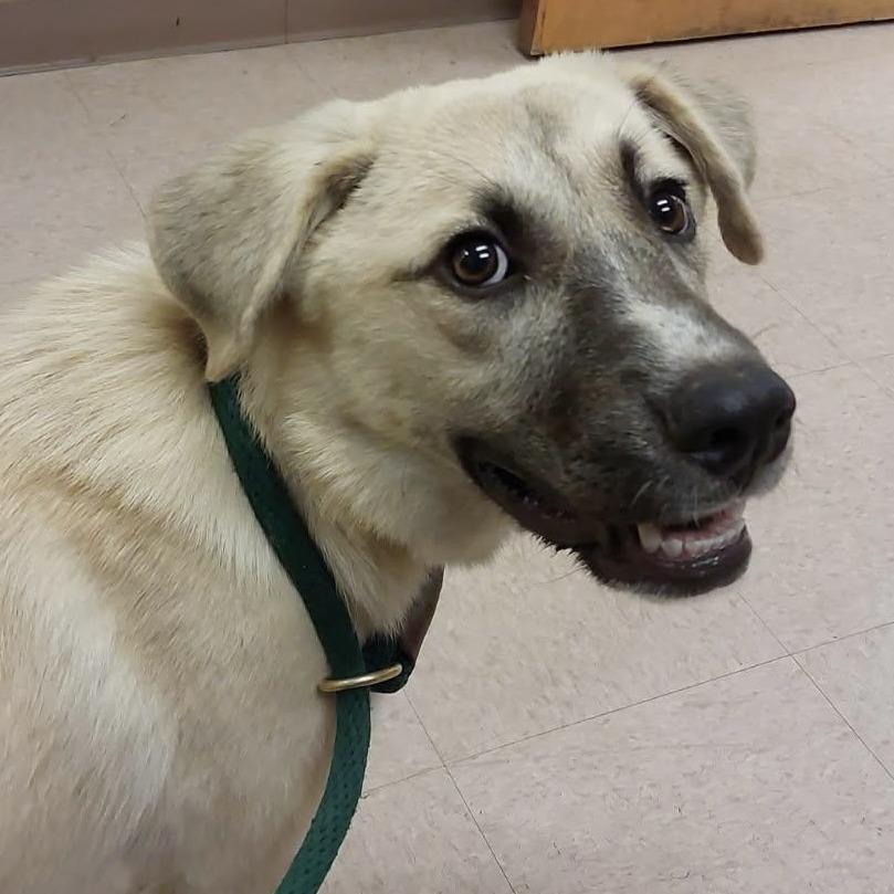 Enlarge Lady, a Adoptable mixed breed in Calverton, NY image 2/3