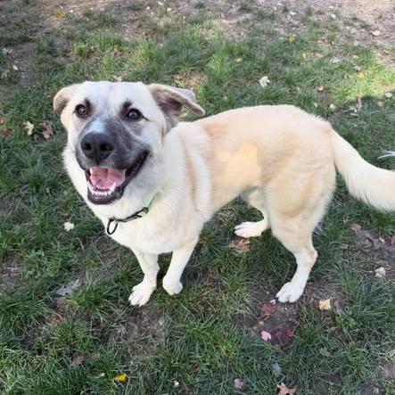 Enlarge Lady, a Adoptable mixed breed in Calverton, NY image 3/3