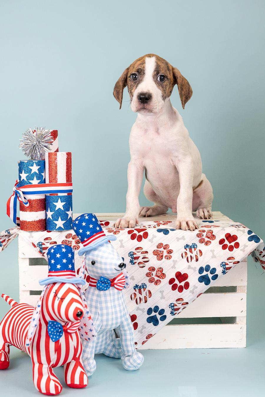 540-26, ADOPTABLE, Puppy Male Pit Bull Terrier.