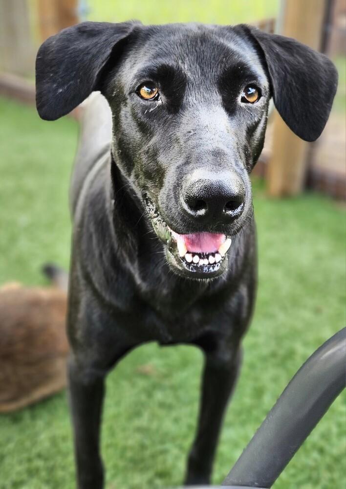 Pepperoni, a Adoptable mixed breed in Winter Garden, FL image 1/6