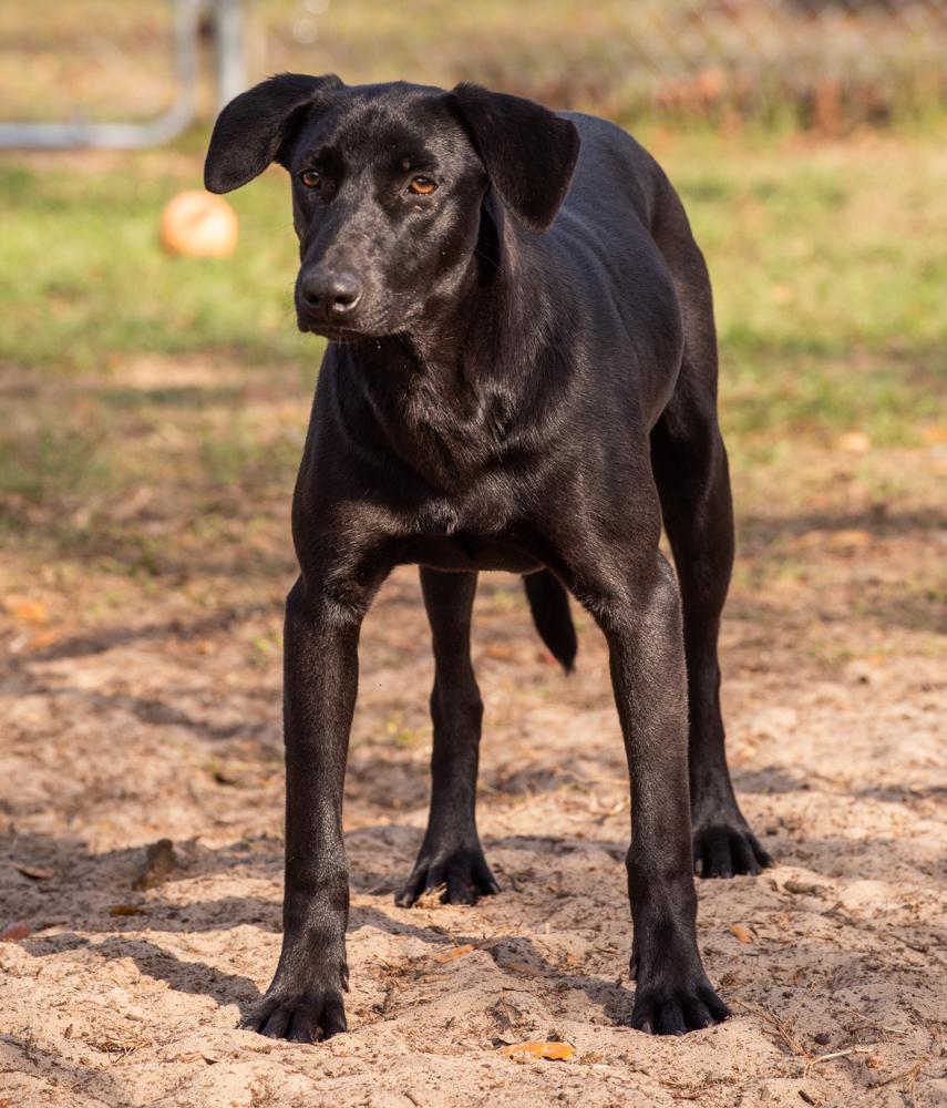 Pepperoni, a Adoptable mixed breed in Winter Garden, FL image 2/6