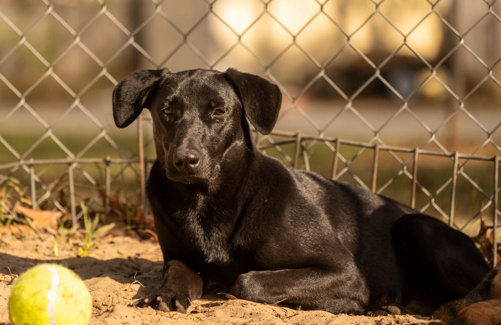 Pepperoni, a Adoptable mixed breed in Winter Garden, FL image 4/6