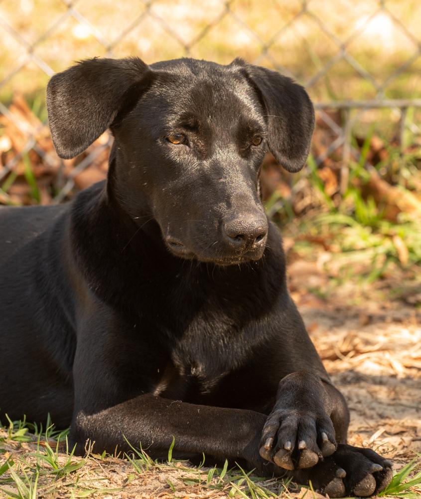 Pepperoni, a Adoptable mixed breed in Winter Garden, FL image 5/6