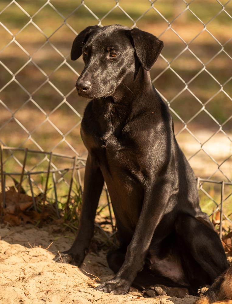 Pepperoni, a Adoptable mixed breed in Winter Garden, FL image 6/6