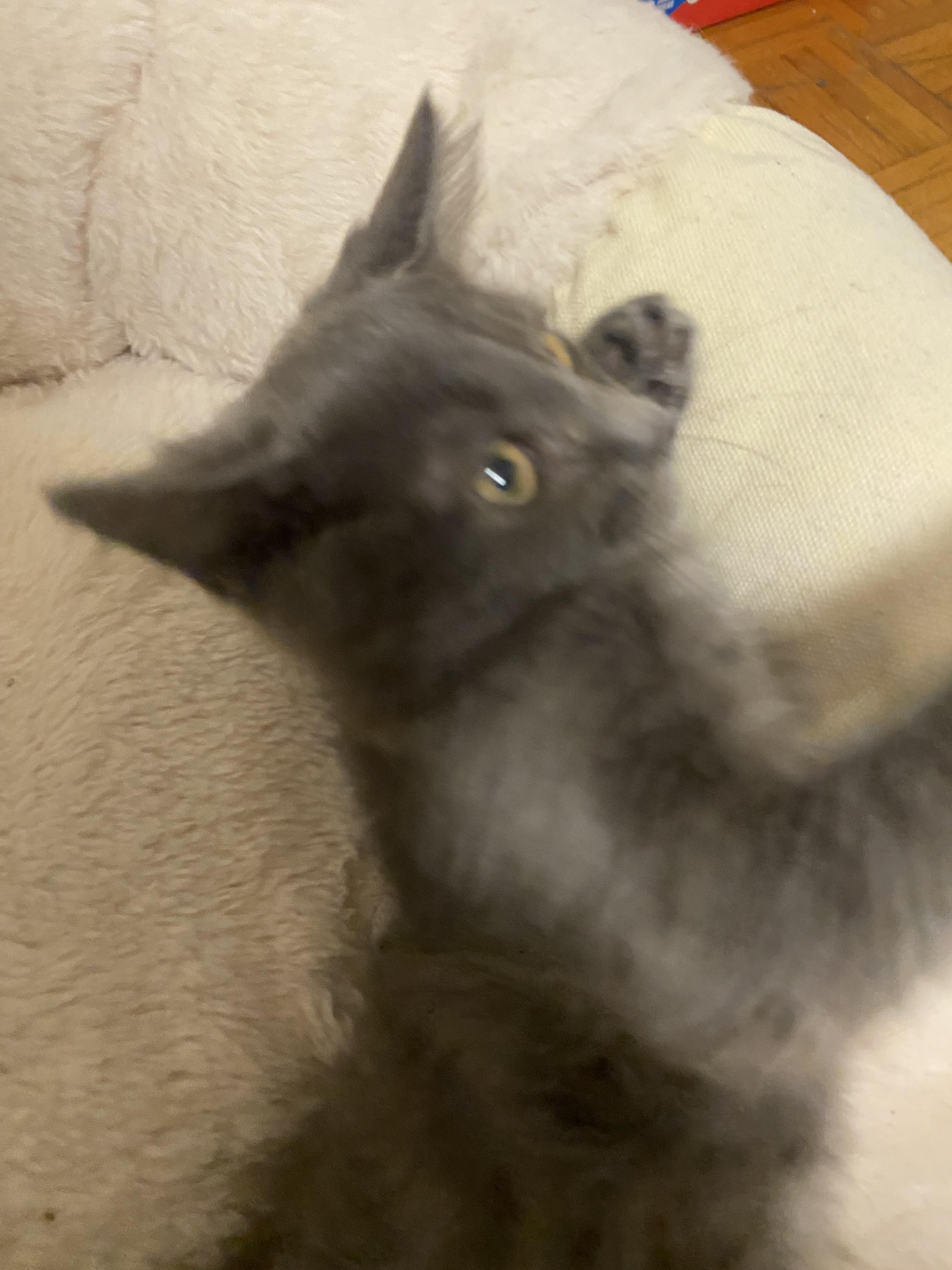 Enlarge Delilah - 12 wks - Sweet, playful & Affectionate, a Adopted mixed breed in North York, ON image 1/6