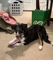 Anya, Adoptable, Adult Female Australian Shepherd & Border Collie.