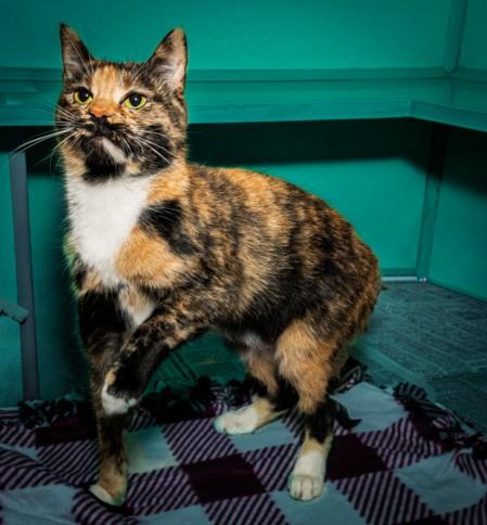 ANGEL BABY, Adoptable, Young Female Domestic Short Hair & Domestic Short Hair.