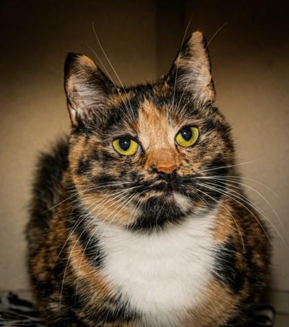 ANGEL BABY, Adoptable, Young Female Domestic Short Hair & Domestic Short Hair.