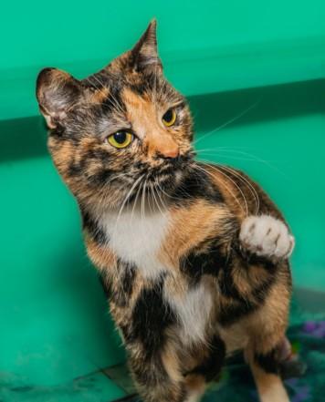 Enlarge ANGEL BABY, a Adoptable mixed breed in Cookeville, TN image 1/1