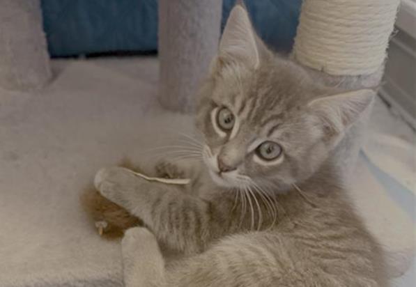Enlarge OZ, a Adoptable Domestic Short Hair in Palo Alto, CA image 1/1