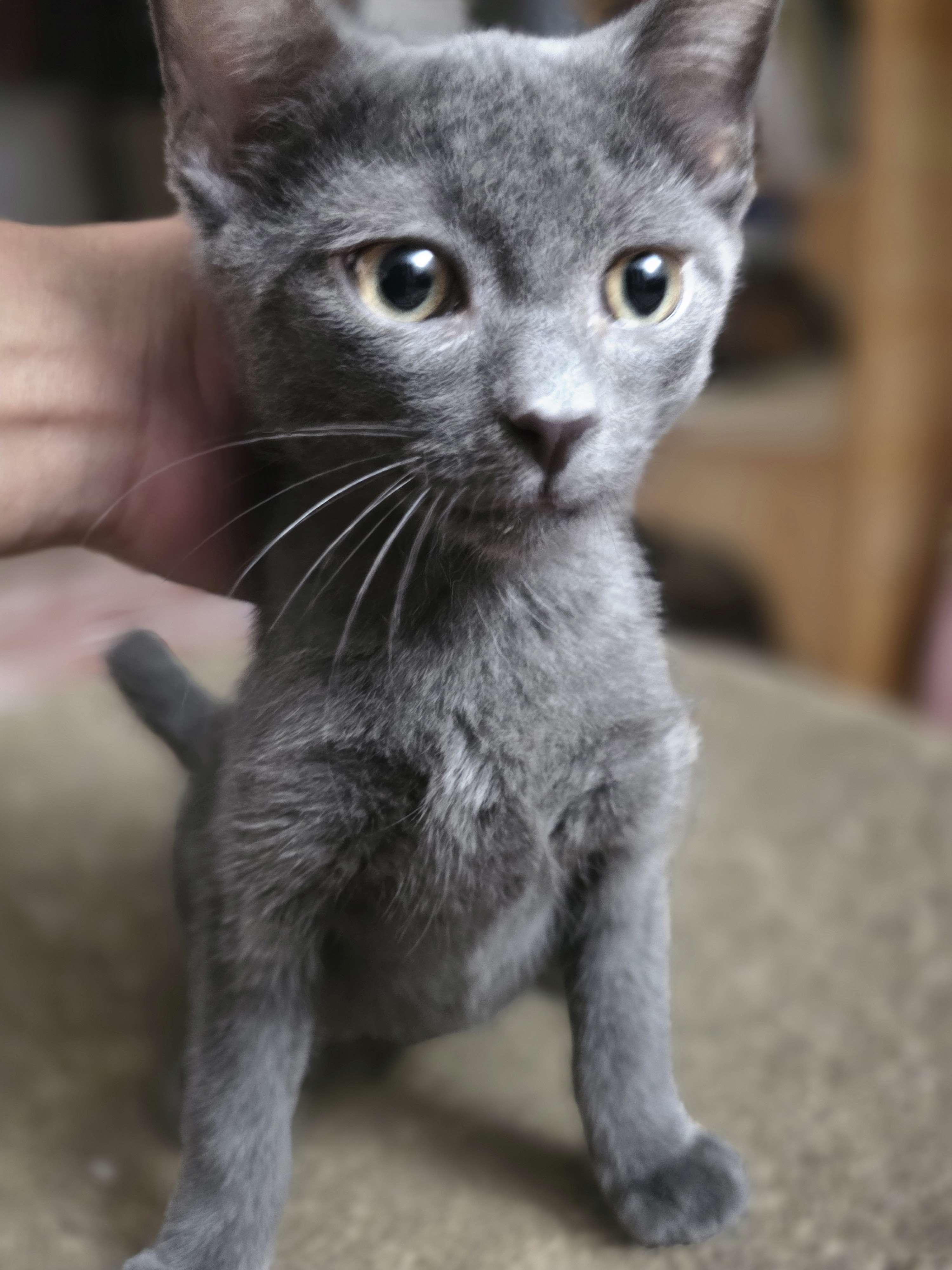 Enlarge Twilight, a Adopted Domestic Short Hair in Piscataway, NJ image 2/3