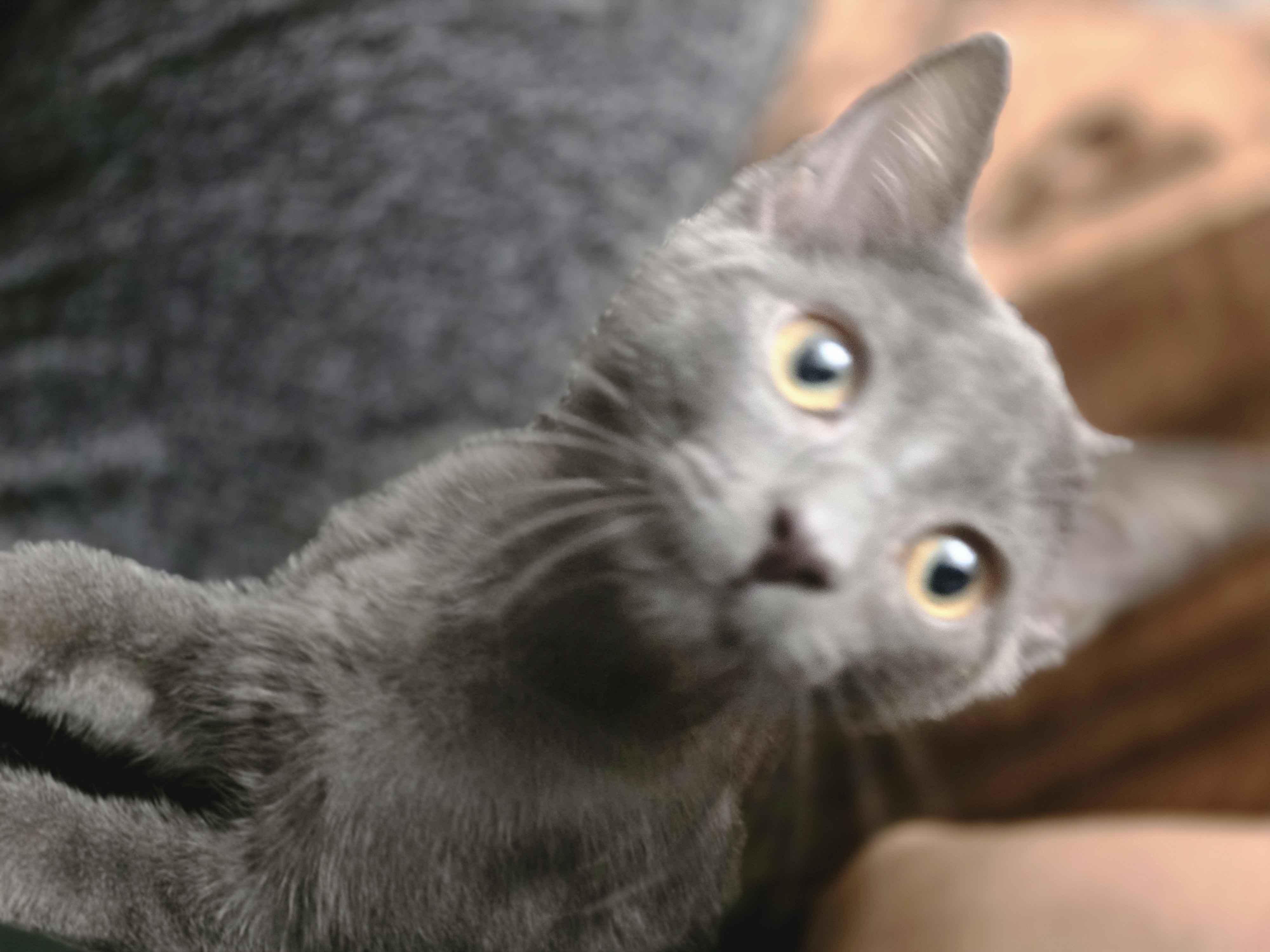 Enlarge Twilight, a Adopted Domestic Short Hair in Piscataway, NJ image 1/3
