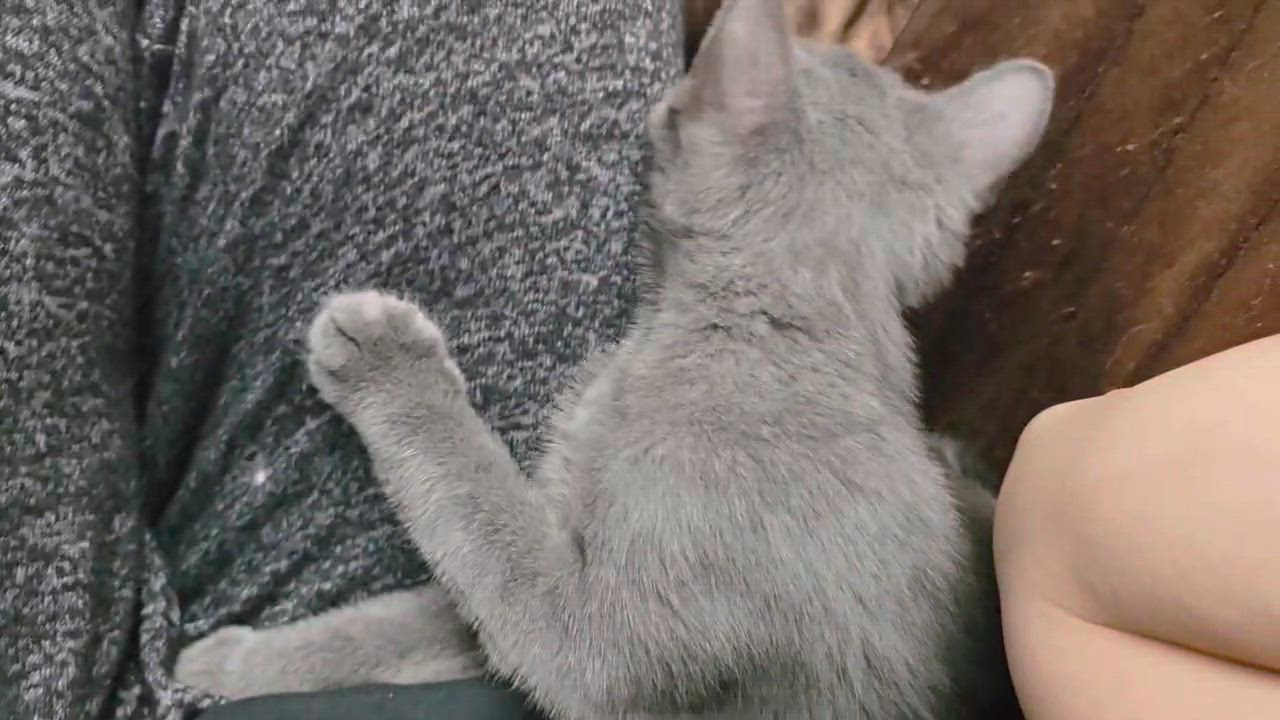 Enlarge Twilight, a Adopted Domestic Short Hair in Piscataway, NJ video 3/3