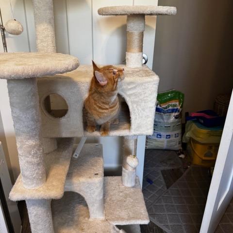 Clyde, a Adoptable Domestic Short Hair in Rochester, MN image 1/6