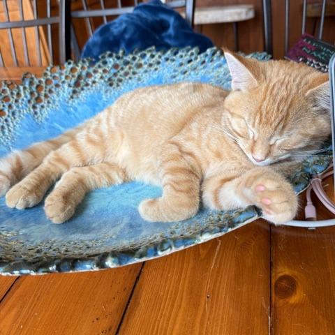 Clyde, a Adoptable Domestic Short Hair in Rochester, MN image 2/6