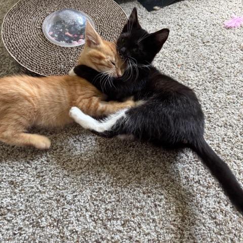 Clyde, a Adoptable Domestic Short Hair in Rochester, MN image 4/6