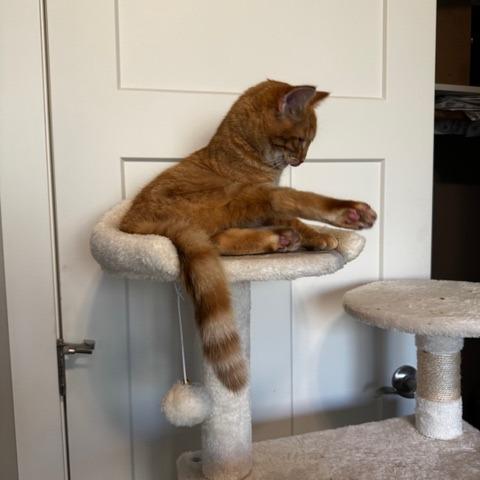 Clyde, a Adoptable Domestic Short Hair in Rochester, MN image 5/6