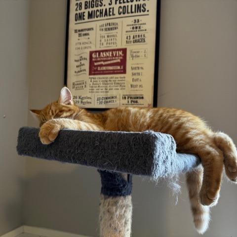 Clyde, a Adoptable Domestic Short Hair in Rochester, MN image 6/6