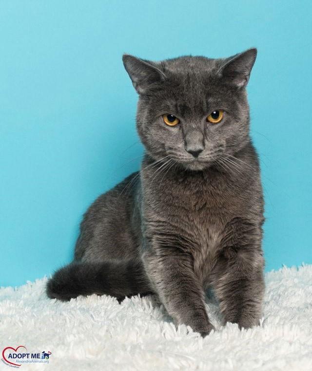 Melvin, Adoptable, Adult Male Domestic Short Hair.
