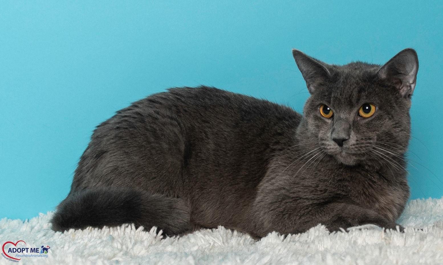 Enlarge Melvin, a Adoptable Domestic Short Hair in Alexandria, VA image 2/3