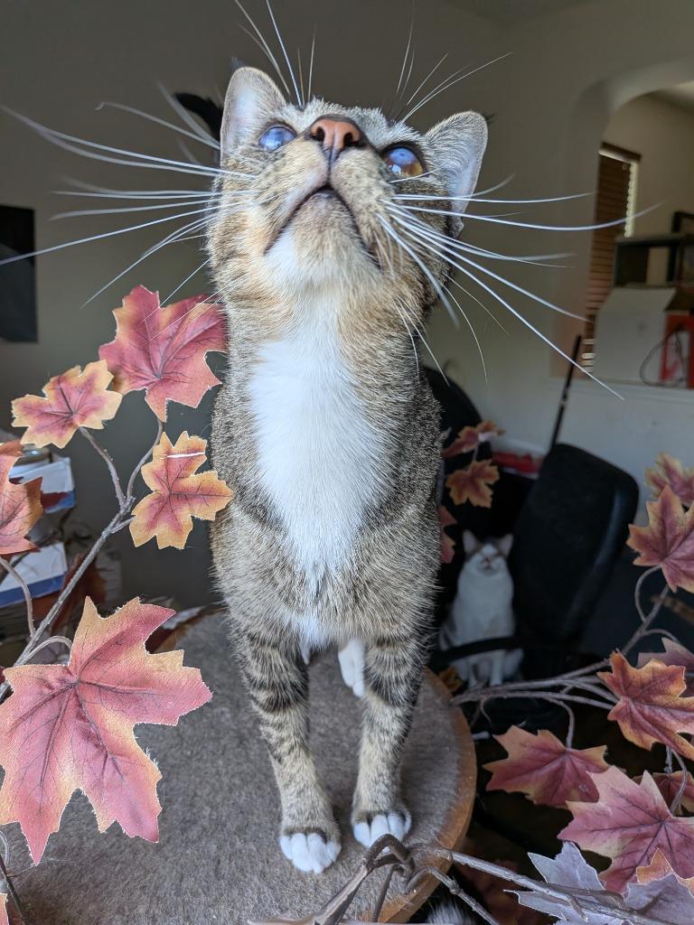 Blinkin, Adoptable, Adult Male Tabby.