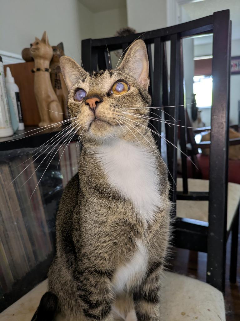 Enlarge Blinkin, a Adoptable Tabby in San Antonio, TX image 1/6