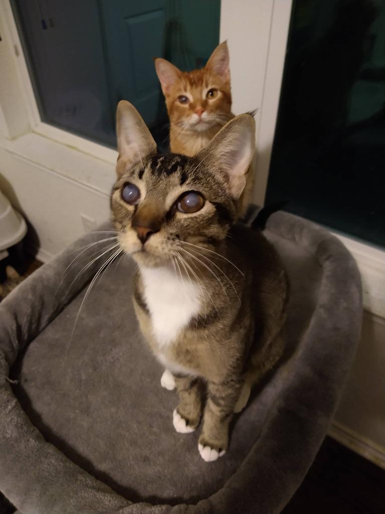 Enlarge Blinkin, a Adoptable Tabby in San Antonio, TX image 2/6