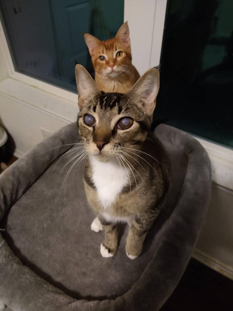 Enlarge Blinkin, a Adoptable Tabby in San Antonio, TX image 3/6