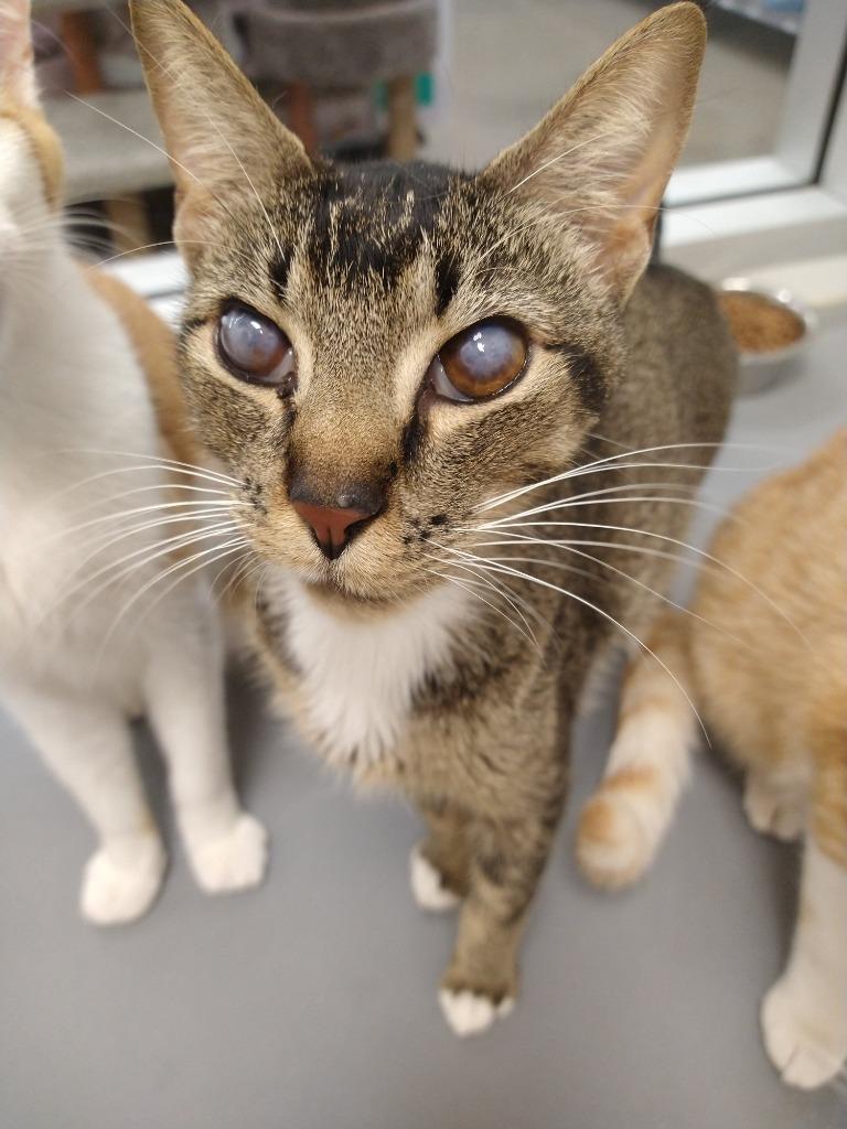 Enlarge Blinkin, a Adoptable Tabby in San Antonio, TX image 5/6