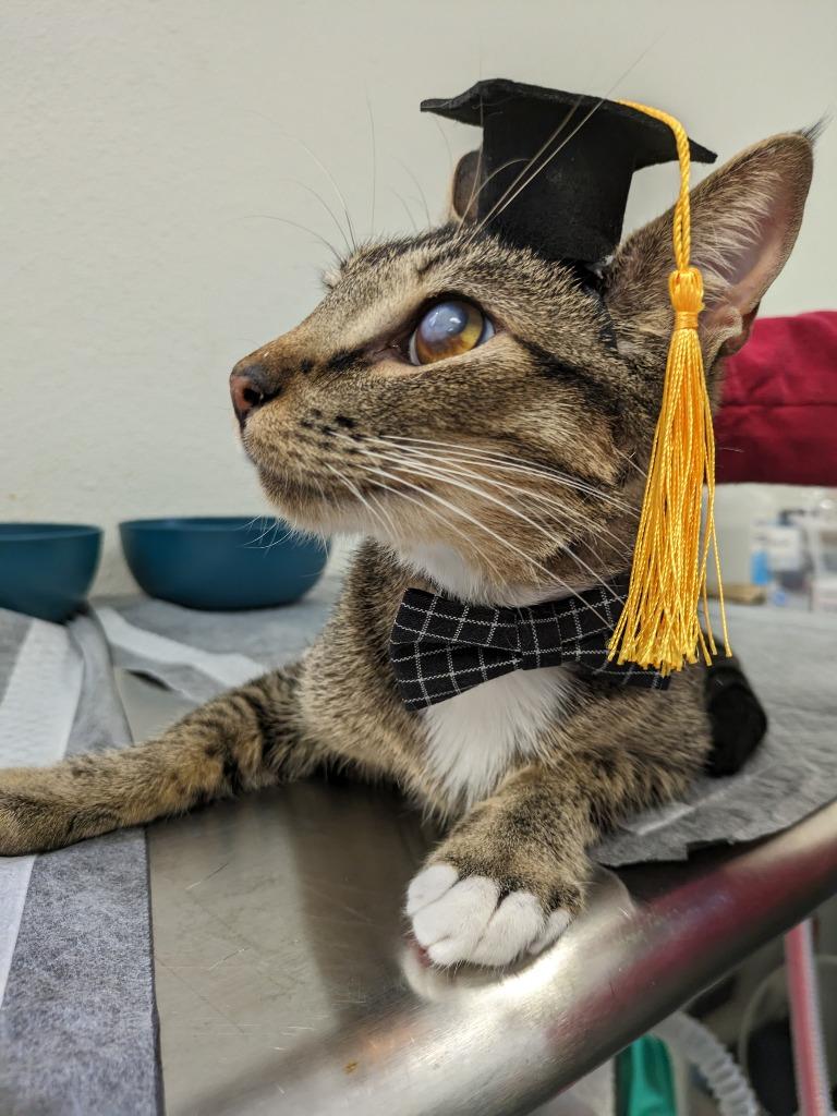 Enlarge Blinkin, a Adoptable Tabby in San Antonio, TX image 3/6