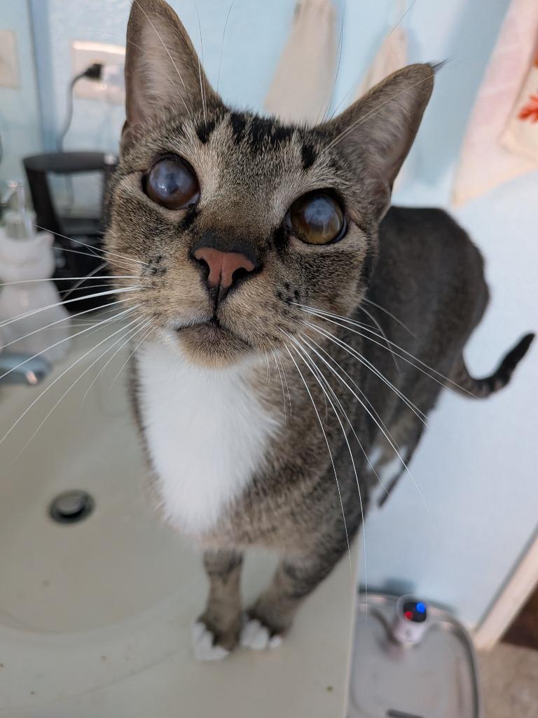 Enlarge Blinkin, a Adoptable Tabby in San Antonio, TX image 3/6