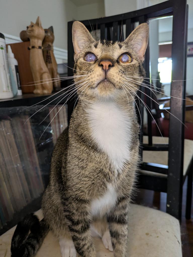 Enlarge Blinkin, a Adoptable Tabby in San Antonio, TX image 5/6