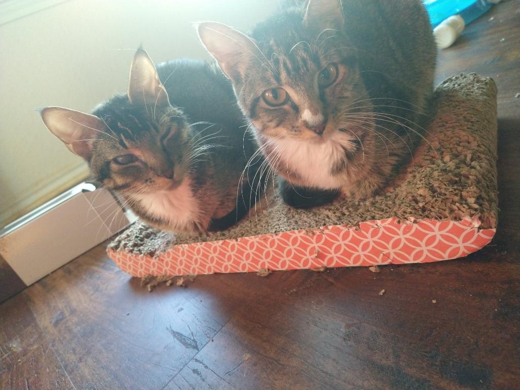 Enlarge Blinkin, a Adoptable Tabby in San Antonio, TX image 5/6