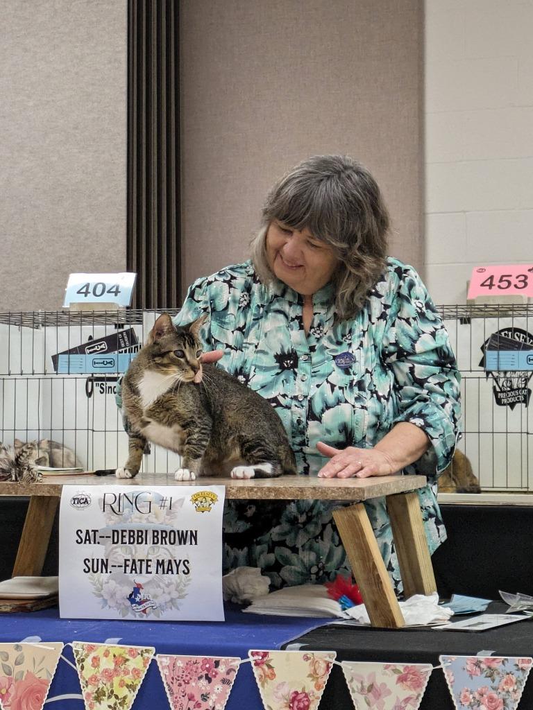 Enlarge Blinkin, a Adoptable Tabby in San Antonio, TX image 6/6