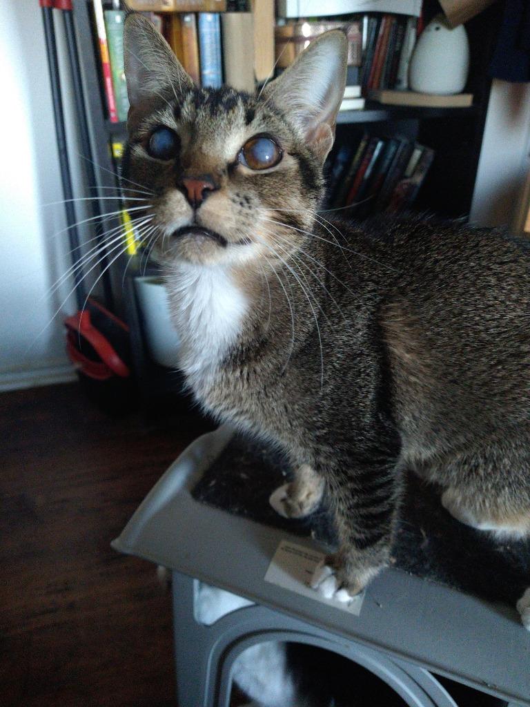 Blinkin, a Adoptable Tabby in San Antonio, TX image 6/6