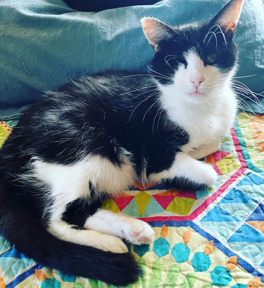 LOUIE - ANGELO, Adoptable, Adult Male Domestic Short Hair & Domestic Short Hair.