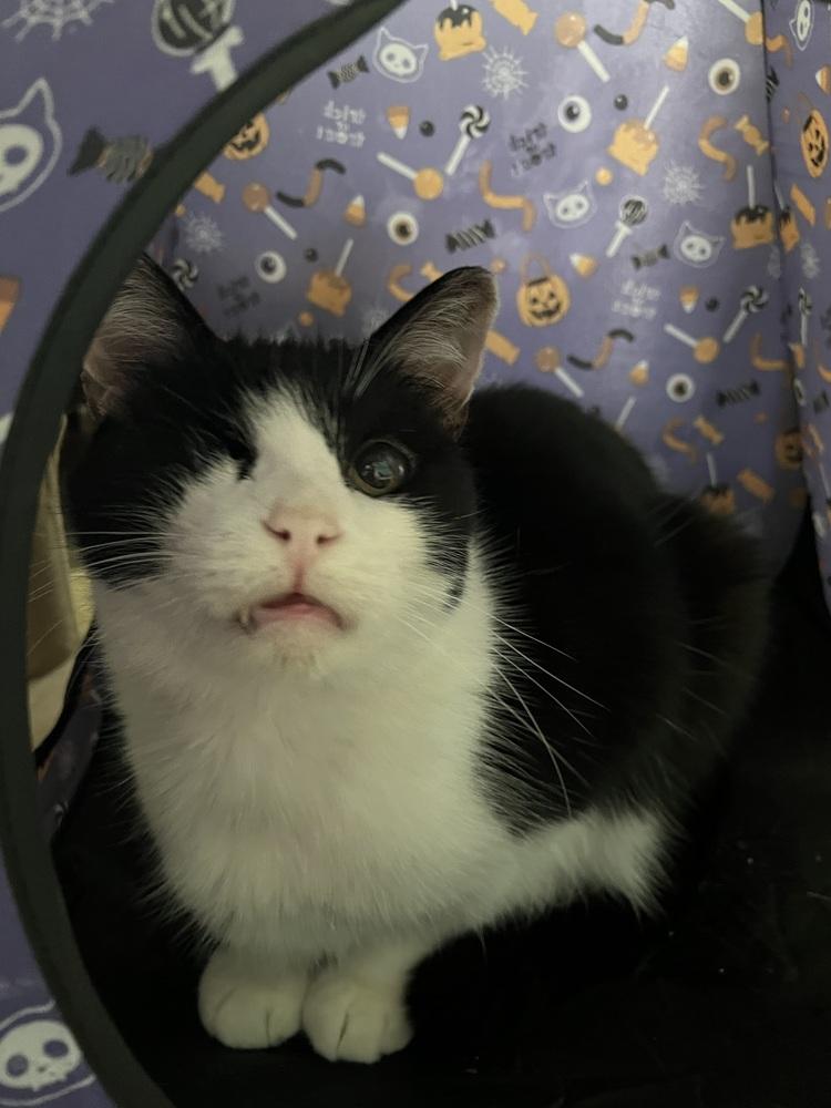 Enlarge LOUIE - ANGELO, a Adoptable mixed breed in Burlington, NC image 2/4