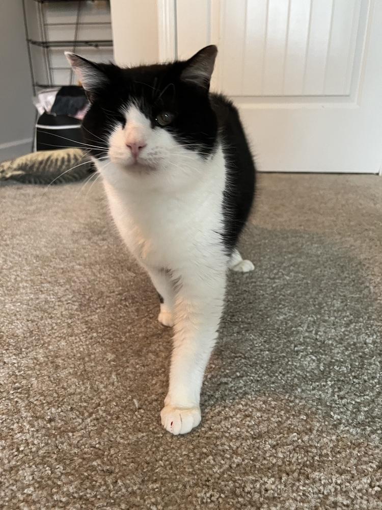 Enlarge LOUIE - ANGELO, a Adoptable mixed breed in Burlington, NC image 4/4