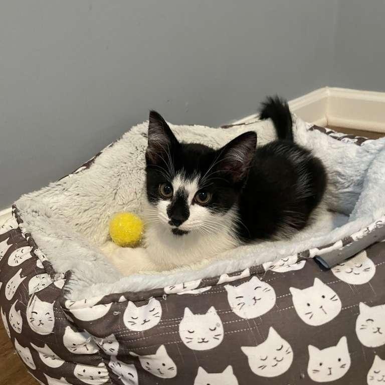 Enlarge Rocky Road (bonded with Oreo Blizzard), a Adoptable Domestic Short Hair in Alpharetta, GA image 2/6