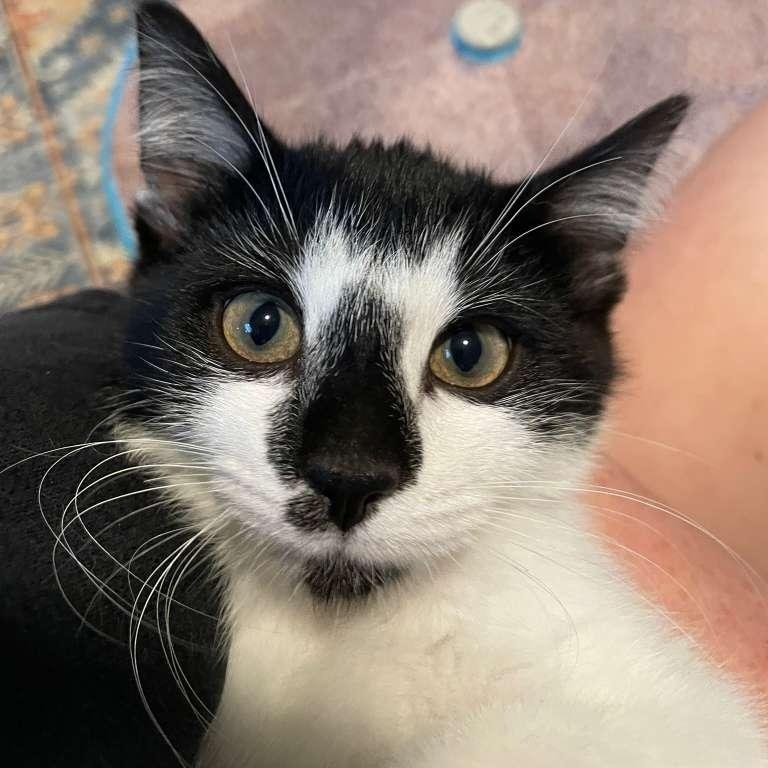 Enlarge Rocky Road (bonded with Oreo Blizzard), a Adoptable Domestic Short Hair in Alpharetta, GA image 6/6