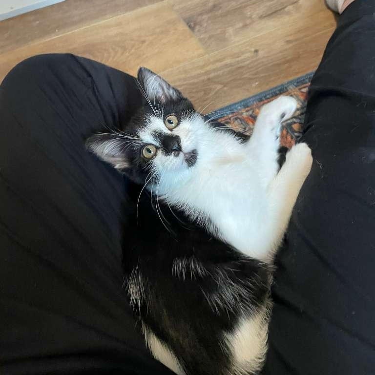 Enlarge Rocky Road (bonded with Oreo Blizzard), a Adoptable Domestic Short Hair in Alpharetta, GA image 3/6