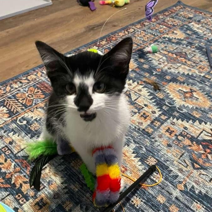 Enlarge Rocky Road (bonded with Oreo Blizzard), a Adoptable Domestic Short Hair in Alpharetta, GA image 5/6